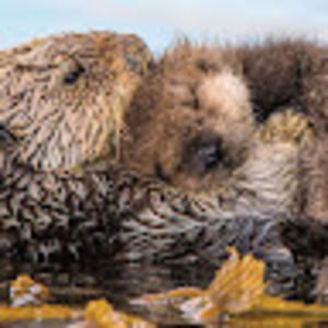 Meet your Posher, Clark